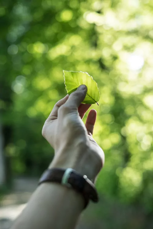 Hand mit grünem Blatt